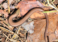 Plestiodon septentrionalis