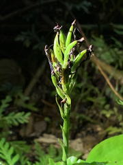 Habenaria stenopetala