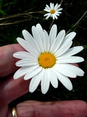 Chrysanthemum arcticum