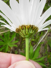 Chrysanthemum arcticum