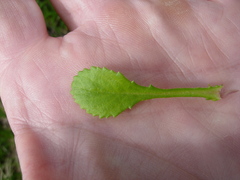 Chrysanthemum arcticum
