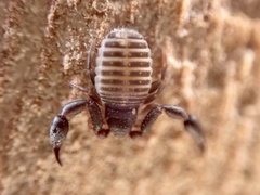 Rhacochelifer maculatus