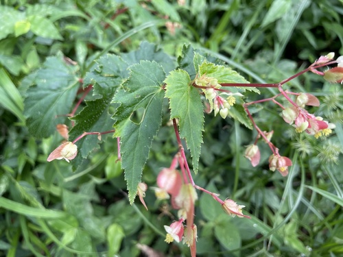 Begonia hirsuta image