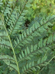 Sesbanieae