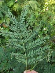 Sesbanieae