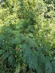 Sesbanieae