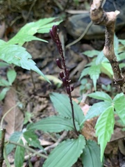 Crepidium roohutuensis