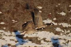 Branta canadensis moffitti
