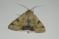 Heliothis peltigera