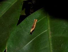 Lepidoptera
