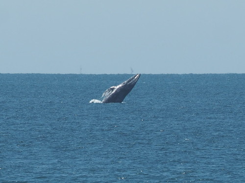 Gray whale