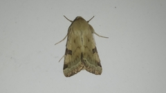 Heliothis peltigera
