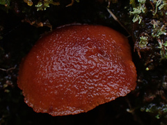 Phaeomarasmius