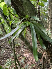 Gastrochilus somae