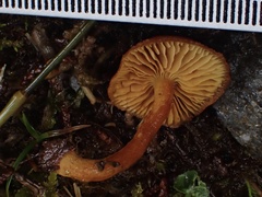 Phaeomarasmius