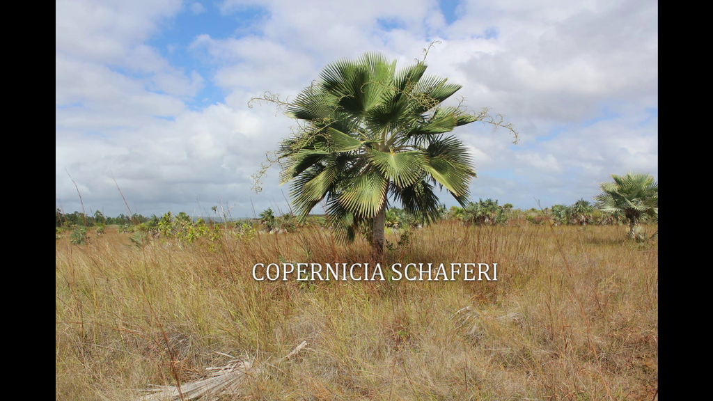 Copernicia × shaferi