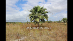 Copernicia × shaferi