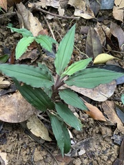 Crepidium roohutuensis