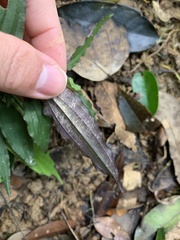 Crepidium roohutuensis