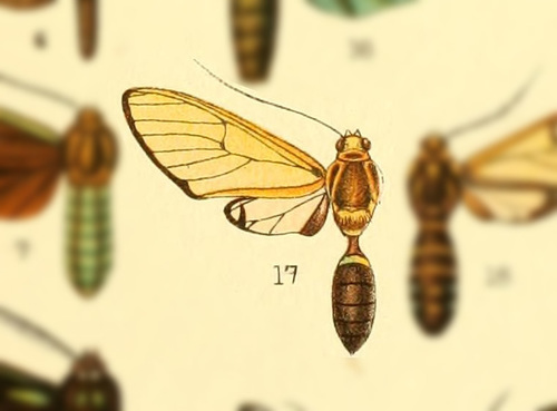 Trichura mathina