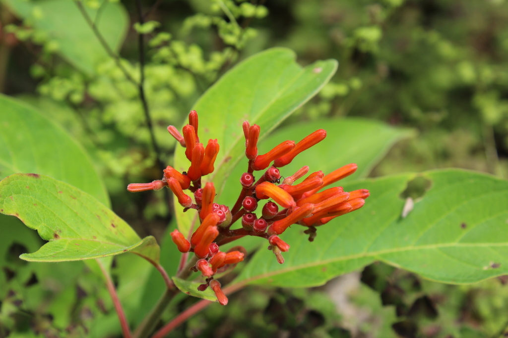 Hamelieae