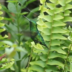 Chlorostilbon melanorhynchus