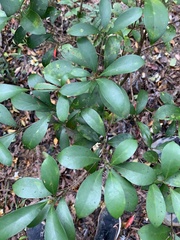 Machilus obovatifolia