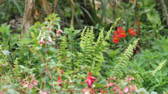 Chlorostilbon melanorhynchus