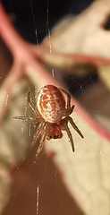 Araniella