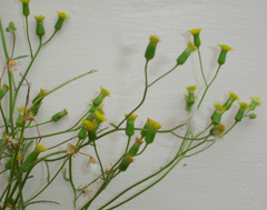 Senecio marotiri