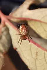 Araniella