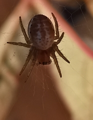 Araniella
