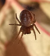Araniella