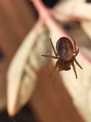 Araniella