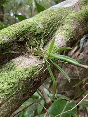 Thrixspermum formosanum