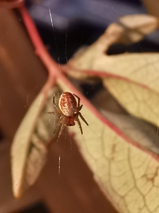 Araniella