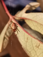 Araniella