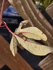 Araniella