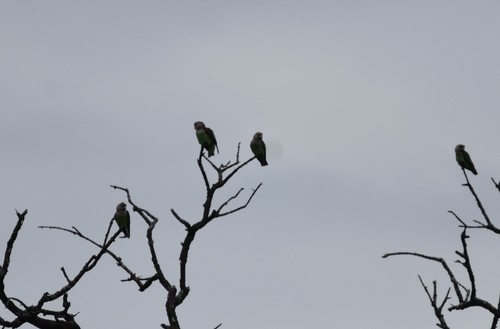 Brown-necked Parrot (Poicephalus fuscicollis), photo 9