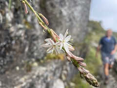 Trachyandra tabularis