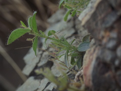 Andrographis echioides
