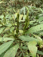 Strobilanthes longespicatus