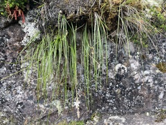 Trachyandra tabularis