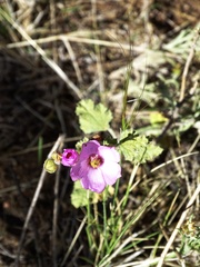Sphaeralcea mendocina