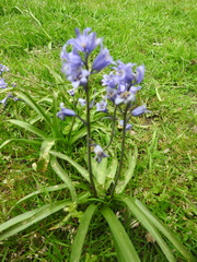 Hyacinthoides non-scripta