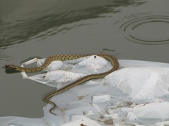 Erythrolamprus epinephalus fraseri