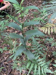 Tropidia curculigoides