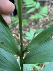 Tropidia curculigoides