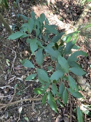 Callicarpa remotiserrulata