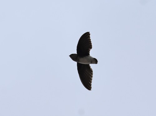 Böhm's Spinetail (Neafrapus boehmi), photo 7